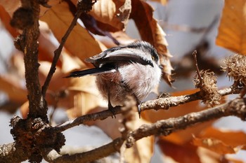 Long-tailed Tit Asaba Biotope Fri, 3/3/2017