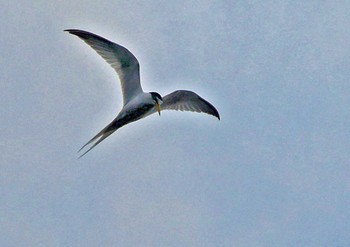 コアジサシ 佐鳴湖 2021年5月15日(土)