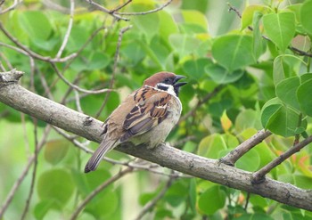 スズメ 佐鳴湖 2021年5月15日(土)