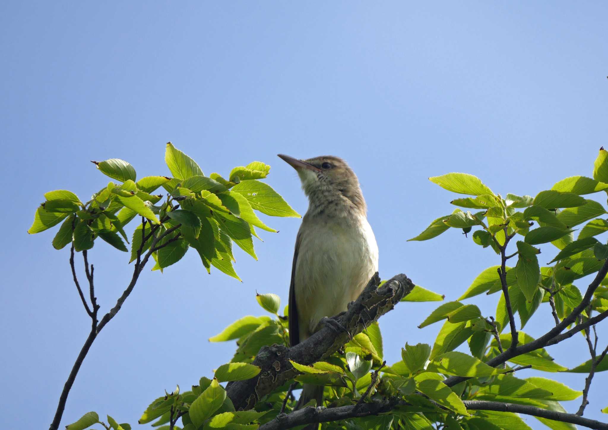 佐鳴湖 オオヨシキリの写真 by Chacoder