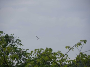 コアジサシ 佐鳴湖 2021年5月15日(土)