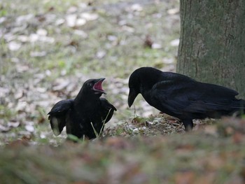 ハシブトガラス 佐鳴湖 2021年5月15日(土)