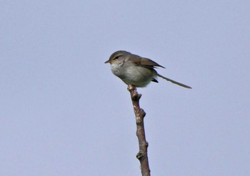 ウグイス 佐鳴湖 2021年5月15日(土)