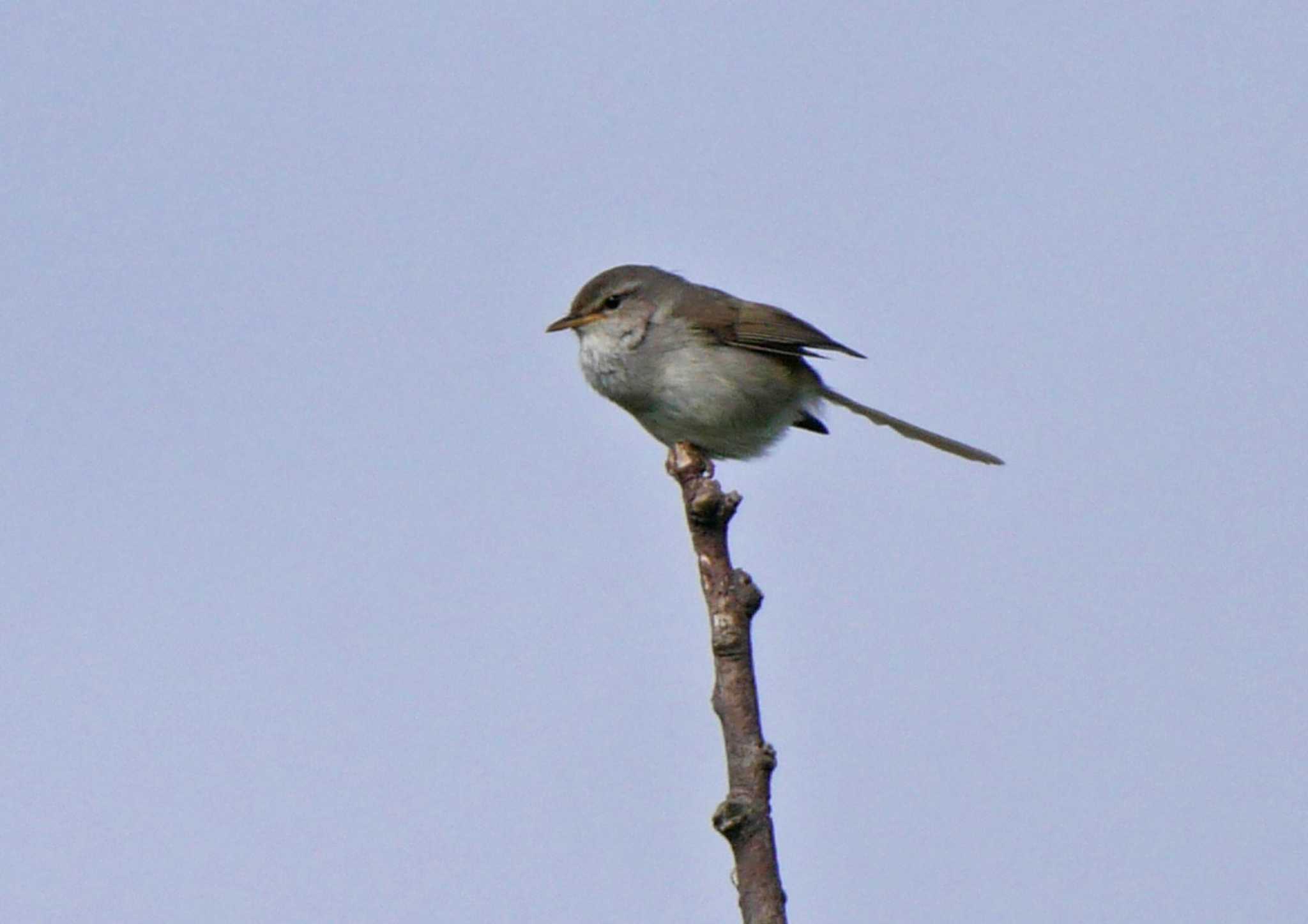 佐鳴湖 ウグイスの写真 by Chacoder