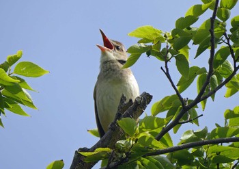 オオヨシキリ 佐鳴湖 2021年5月15日(土)