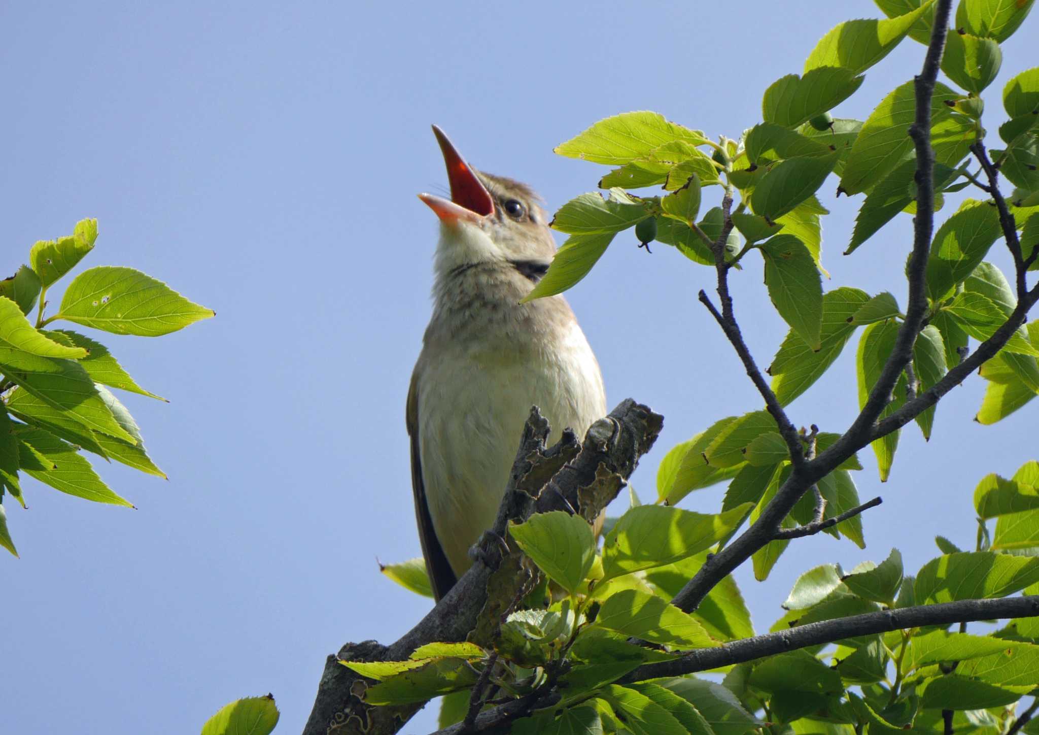 佐鳴湖 オオヨシキリの写真 by Chacoder