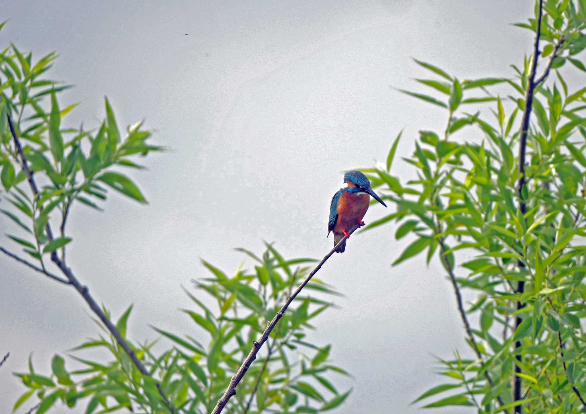 佐鳴湖 カワセミの写真 by Chacoder