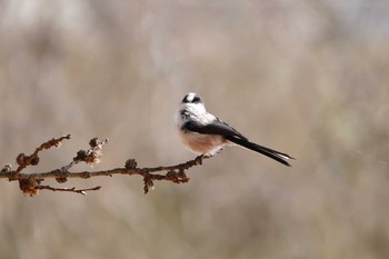 Long-tailed Tit Asaba Biotope Fri, 3/3/2017