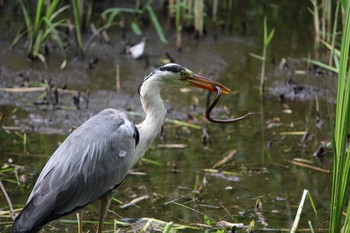 Grey Heron Shakujii Park Sat, 5/15/2021