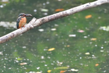 2021年5月15日(土) 長浜公園の野鳥観察記録