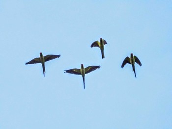 Indian Rose-necked Parakeet 東京都世田谷区 Fri, 5/14/2021