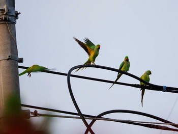 Indian Rose-necked Parakeet 東京都世田谷区 Fri, 5/14/2021