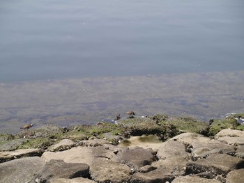 Ruddy Turnstone 豊洲 Sun, 5/9/2021