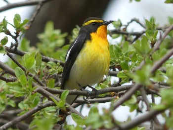 2021年5月15日(土) 北大研究林(北海道大学苫小牧研究林)の野鳥観察記録