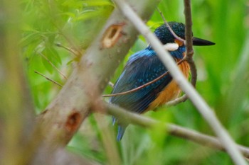 Common Kingfisher 福井緑地(札幌市西区) Sat, 5/15/2021