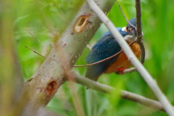 Common Kingfisher 福井緑地(札幌市西区) Sat, 5/15/2021