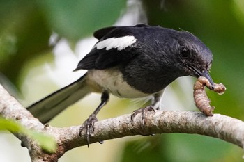 シキチョウ Pasir Ris Park (Singapore) 2021年5月15日(土)