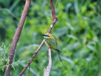 Asian Green Bee-eater Maprachan Reservoir Sat, 5/15/2021