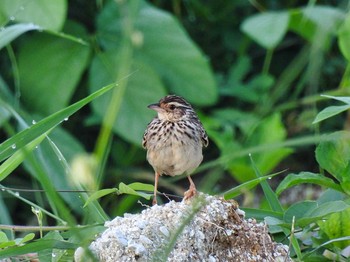 Indochinese Bush Lark Maprachan Reservoir Sat, 5/15/2021