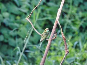 Asian Green Bee-eater Maprachan Reservoir Sat, 5/15/2021