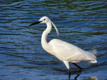 Little Egret Maprachan Reservoir Sat, 5/15/2021