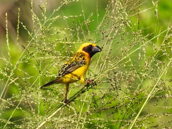 Asian Golden Weaver Maprachan Reservoir Sat, 5/15/2021