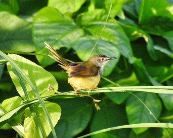 Yellow-bellied Prinia Maprachan Reservoir Sat, 5/15/2021