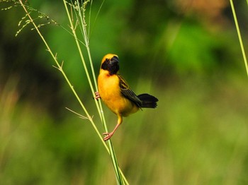 Asian Golden Weaver Maprachan Reservoir Sat, 5/15/2021