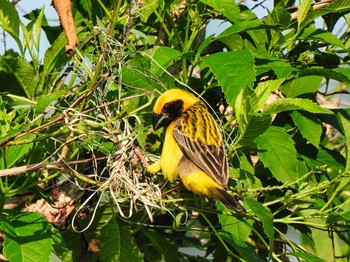 Asian Golden Weaver Maprachan Reservoir Sat, 5/15/2021