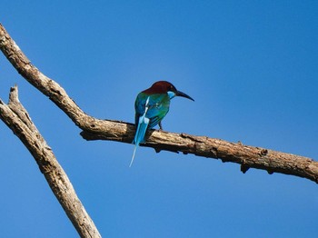 Blue-throated Bee-eater Maprachan Reservoir Sat, 5/15/2021