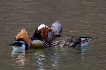 2017年3月3日(金) 宝ヶ池の野鳥観察記録