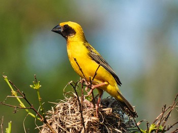 Asian Golden Weaver Maprachan Reservoir Sat, 5/15/2021