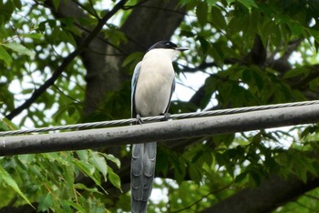 2021年5月15日(土) 都立浮間公園の野鳥観察記録