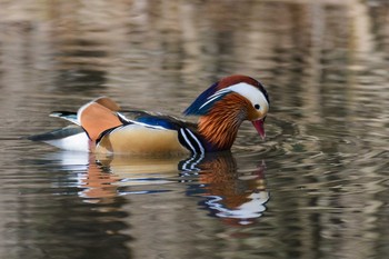 Mandarin Duck 宝ヶ池 Fri, 3/3/2017