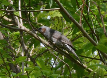 Brown-eared Bulbul 旭山公園 Sat, 5/15/2021