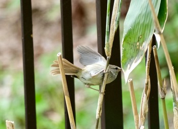 ウグイス 旭山公園 2021年5月15日(土)