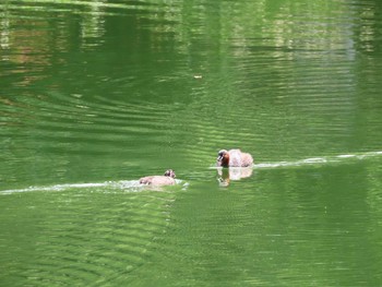 2021年5月15日(土) 井の頭恩賜公園の野鳥観察記録