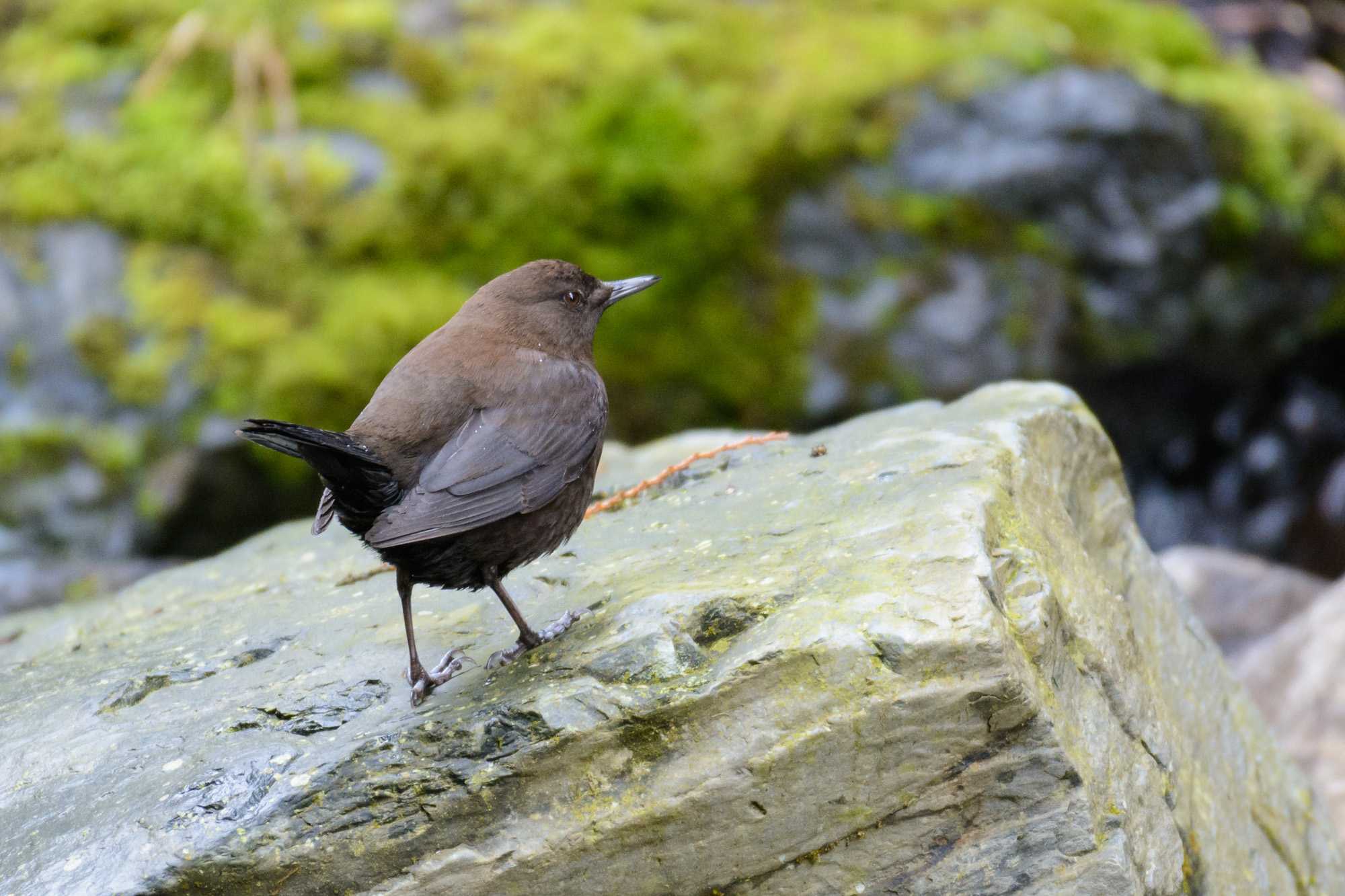 Brown Dipper