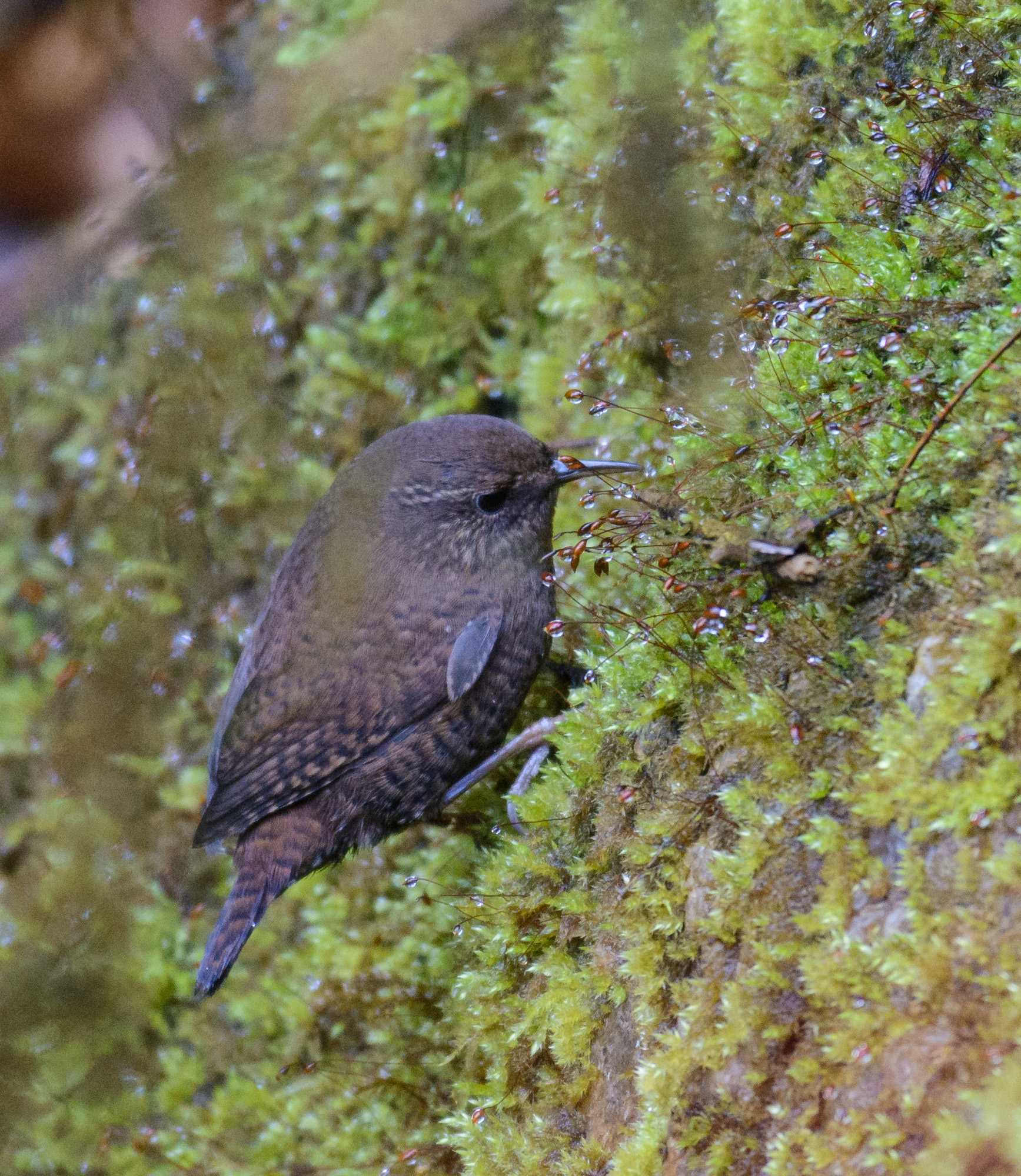 Eurasian Wren