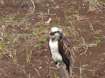 Osprey Hayatogawa Forest Road Sat, 5/15/2021