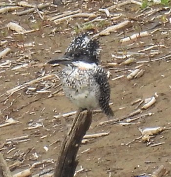 2021年5月15日(土) 早戸川林道の野鳥観察記録