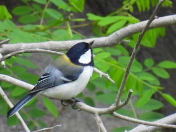 シジュウカラ 早戸川林道 2021年5月15日(土)