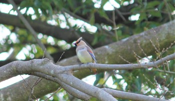 Japanese Waxwing Unknown Spots Tue, 3/9/2021