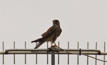 Common Kestrel 埼玉県行田市　利根大堰 Sat, 5/15/2021