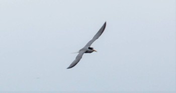 Little Tern 群馬県　利根大堰　 Sat, 5/15/2021