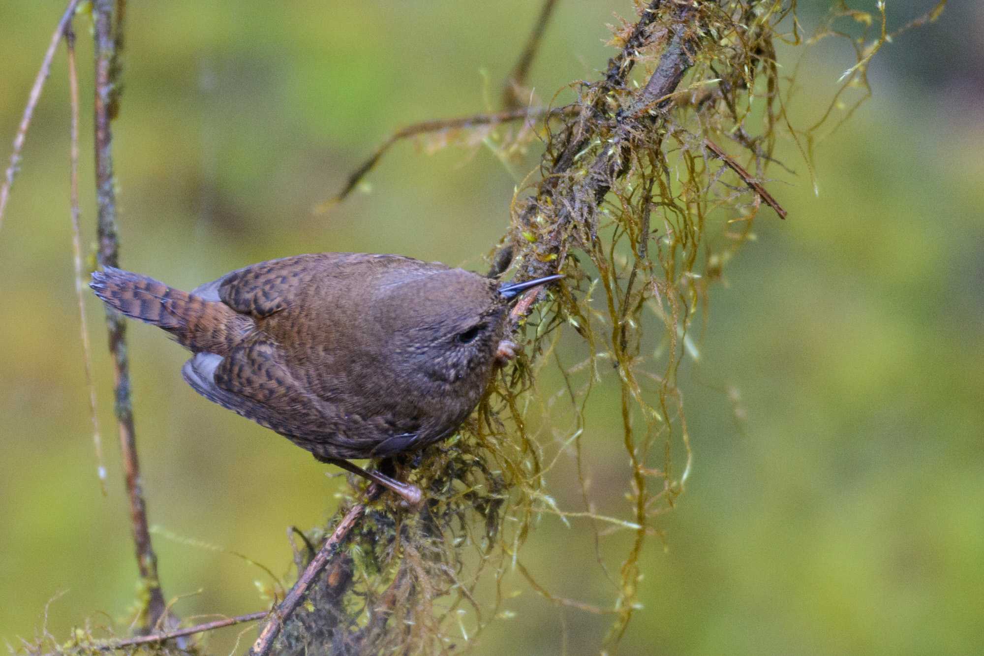 Eurasian Wren