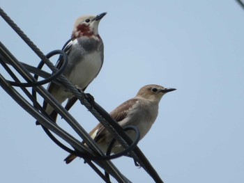 Chestnut-cheeked Starling 清里 Fri, 5/14/2021