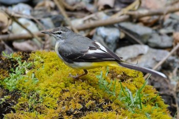 2017年3月3日(金) 貴船の野鳥観察記録