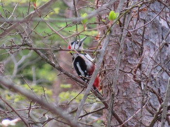 Great Spotted Woodpecker 清里 Fri, 5/14/2021