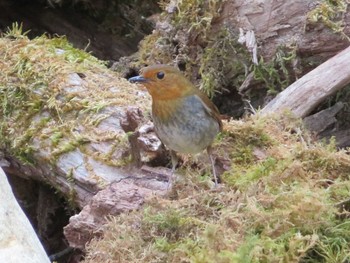 2021年5月14日(金) 柳沢峠の野鳥観察記録